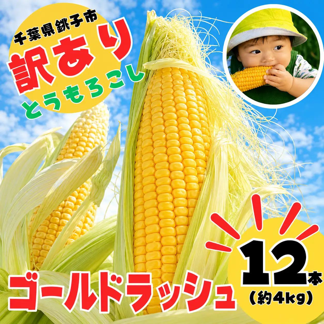 先行予約 訳あり とうもろこし 12本（約4kg） 銚子産 とうもろこし