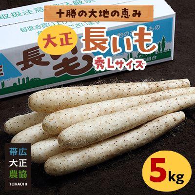 ふるさと納税 帯広市 大正長いも5kg