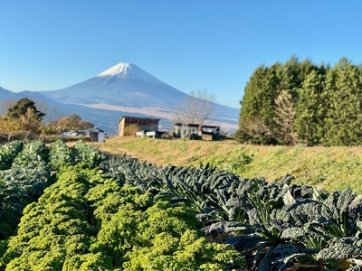 季節を彩る旬の野菜セット （農薬・化学肥料不使用）野菜 産地直送 サラダ 野菜詰め合わせ 詰合せ 旬 季節 新鮮  静岡県 三島市