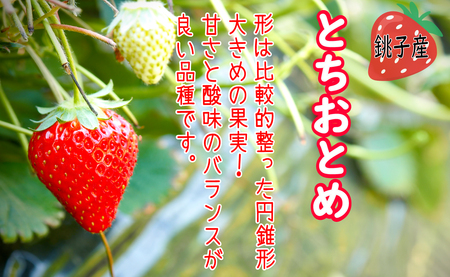 【先行予約】 いちご とちおとめ 約1kg×8パック 計8kg いちご レシピ付 冷凍