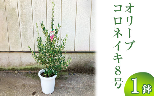 
                  オリーブ コロネイキ8号 ※離島への配送不可 | 観葉植物 植物 グリーン オリーブの木 コロネイキ 室内 苗 鉢植え シンボルツリー ギフト 贈答 贈り物 プレゼント お中元 お歳暮 直送 農家直送 茨城県 古河市 送料無料 _BZ16
                