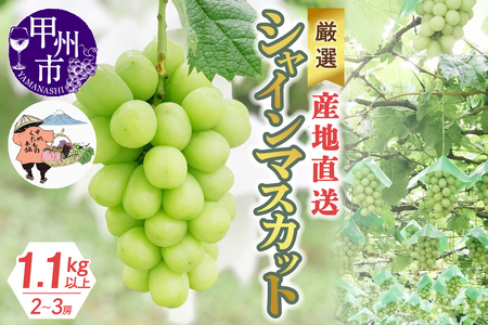 厳選！産地直送ぶどう「シャインマスカット」1.1kg以上（2～3房）【2026年発送】（KKH）B-491 【シャインマスカット 葡萄 ぶどう ブドウ 令和8年発送 期間限定 山梨県産 甲州市 フルーツ 果物】
