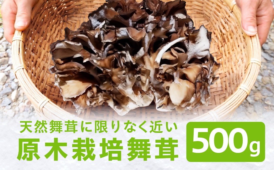 
                  【9～10月発送】原木栽培舞茸500g | 舞茸 まいたけ 国産 野菜 やさい きのこ 菌床栽培 原木栽培 天ぷら 炊き込みご飯 8000円 飛騨高山 amrita農園 KM003
                