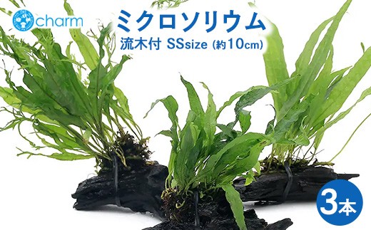 おまかせミクロソリウム 流木付 SSサイズ 3本（約10cm） | 水草 流木 植物 水槽 アクアリウム インテリア ナチュラル 自然 人気 初心者 リラクゼーション おしゃれ プレゼント 株式会社チャーム