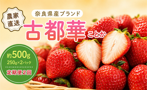 いちご 2回定期 古都華 約500g 250g×2パック 先行予約 高評価 冷蔵配送 フルーツ 果物 旬 産地直送 農家直送 完熟 旬の果物 お取り寄せ おやつ デザート ことか イチゴ 冷蔵 奈良県産 奈良 大和郡山市 BN001