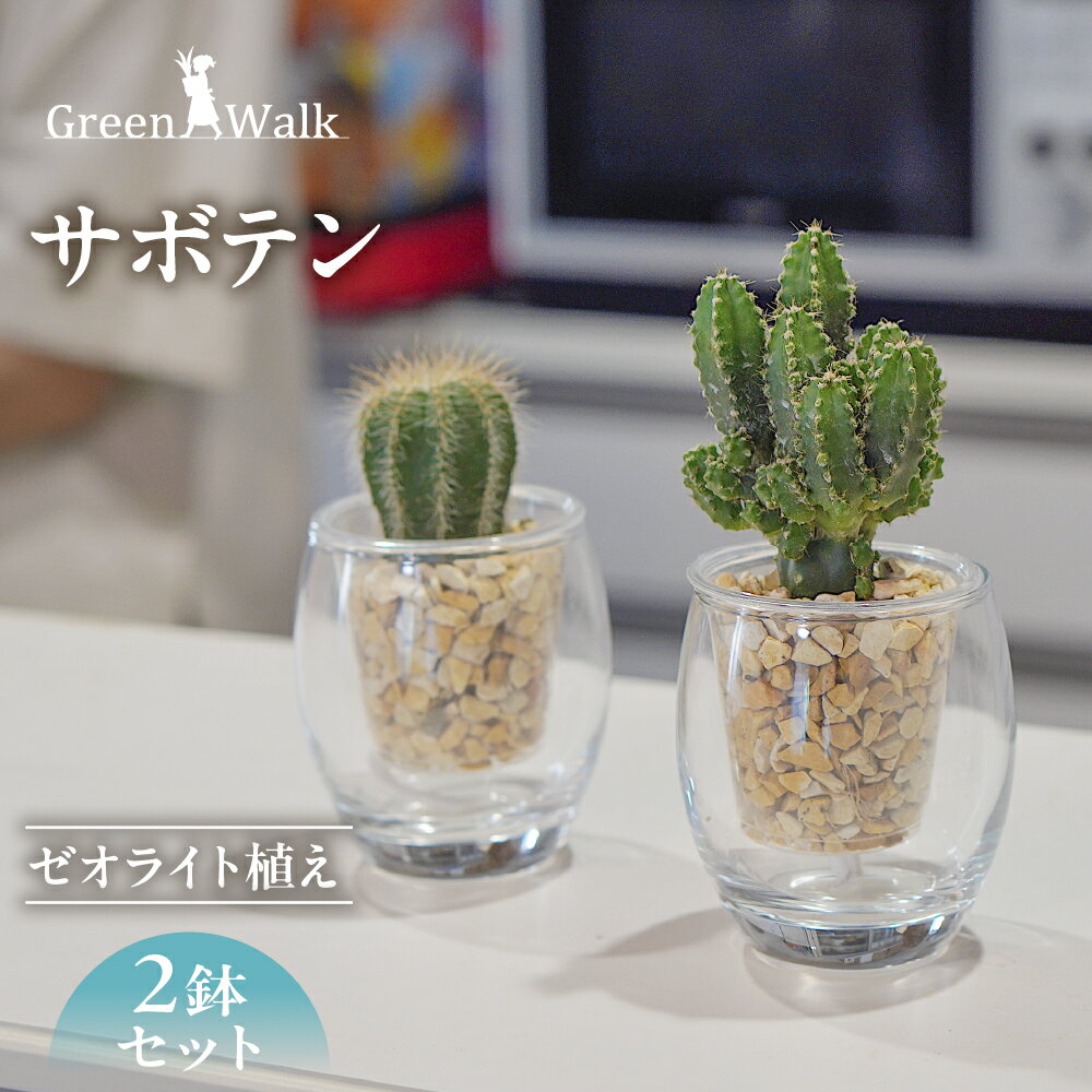 【ふるさと納税】サボテン 2鉢セット【底面給水ガラス鉢】ゼオライト植え ゼオライト 観葉植物 植物 インテリア グリーン 緑 おしゃれ 可愛い ミニ 小さい 簡単 初心者 初心者向け 送料無料 雑貨 お洒落 セット さぼてん 愛知県 豊橋市