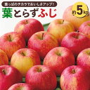 【ふるさと納税】＜先行受付 12月中旬以降順次発送＞横手産 葉とらずふじ 約5kg