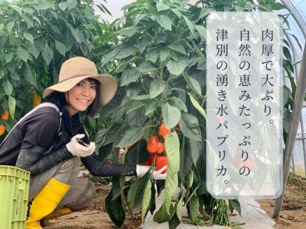 【R6年収穫分】 湧水栽培　ナツやさいのパプリカ　12玉〜15玉セット　ピンクの八百屋〜ナツやさい〜/011-22161-b01A