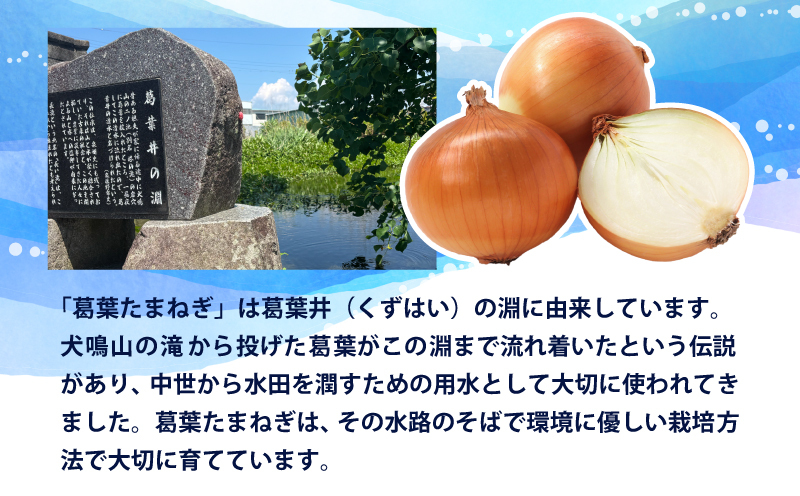 【先行予約】葛葉玉ねぎ 6kg（10～15玉） 010B1773_イメージ5