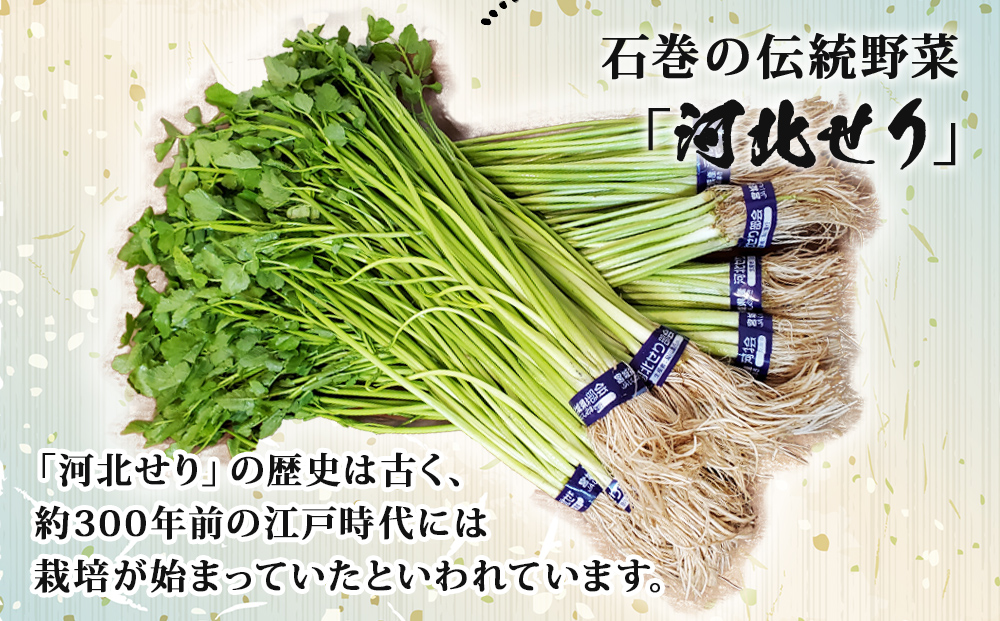 【1月9日発送】せり鍋 セット 4-5人前 せり 長ねぎ パックご
