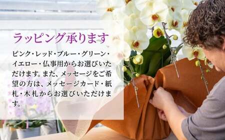 胡蝶蘭 白色赤リップ 3本立て | 胡蝶蘭 国分寺洋蘭園