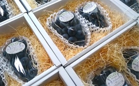 【2026年先行予約】まつもとぶどう園 ナガノパープル2房 約1kg ナガノパープル