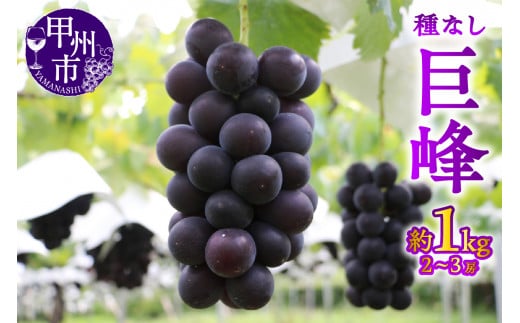 【宿沢フルーツ農園】巨峰 約1.0kg（2～3房）【2026年発送】（SF）B-183 【巨峰 ぶどう 葡萄 ブドウ 令和8年発送 期間限定 山梨県産 甲州市 フルーツ 果物】