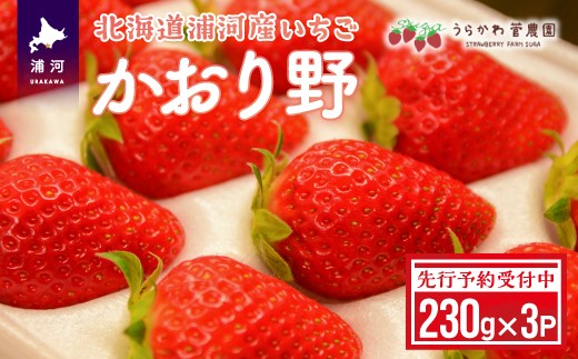 
                  【先行受付開始！】北海道浦河産いちご「かおり野」230g×3P[13-113]
                