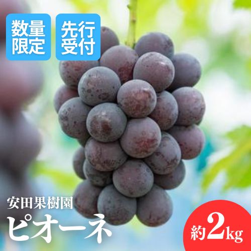 【ふるさと納税】No.1801ぶどう　ピオーネ約2kg【2025年発送】
