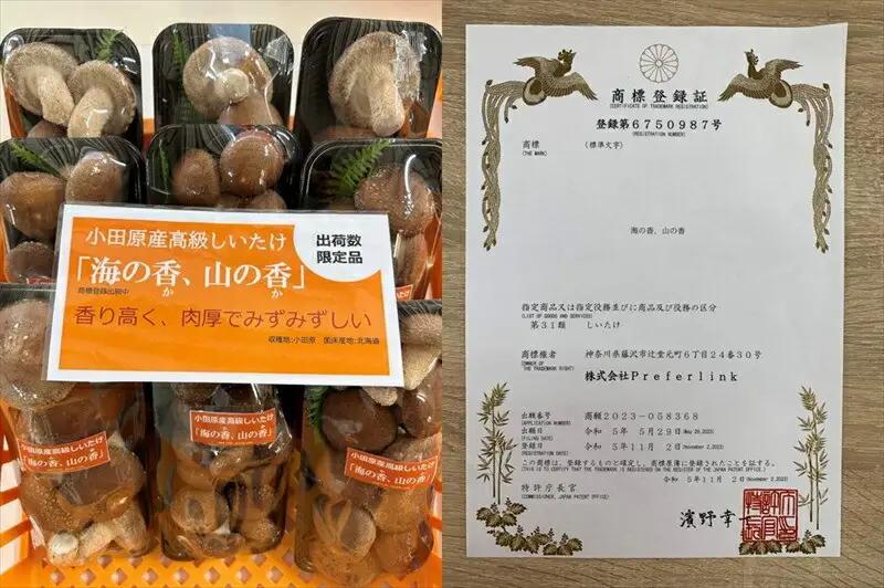 小田原産高級しいたけ「海の香・山の香」　香り高く肉厚でみずみずしい　500ｇお届け【 野菜 きのこ キノコ 茸 シイタケ しいたけ 贈答用 ご家庭でおすそ分け 神奈川県 小田原市 きのこ】