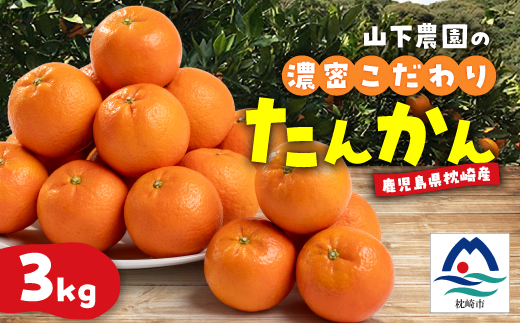 
            鹿児島県枕崎産 山下農園の濃密こだわりたんかん A5-16【1167031】
          