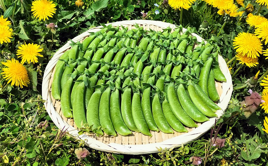 スナップエンドウ  プリッと甘い!約700g　【35P3206】