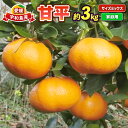 【ふるさと納税】 甘平 3kg 家庭用 サイズ 不揃い 陽だまりミカン 高級 限定 愛媛県産 ブランド オリジナル 品種 希少 甘い シャキシャキ 果物 くだもの フルーツ 柑橘 蜜柑 みかん mikan かんぺい 愛媛みかん 農家直送 産地直送 数量限定 国産 愛媛 宇和島 B012-050002