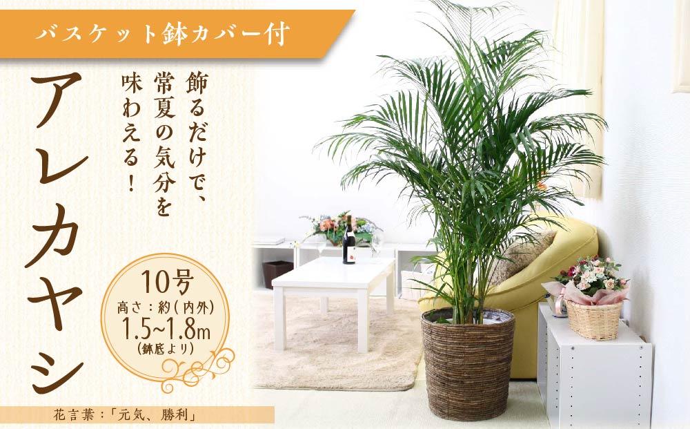《先行予約》【観葉植物】アレカヤシ 10号 ブラウンバスケット鉢カバー 土の表面:ウッドチップ ｜観葉植物 インテリア 部屋 おしゃれ 福岡県筑前町 送料無料