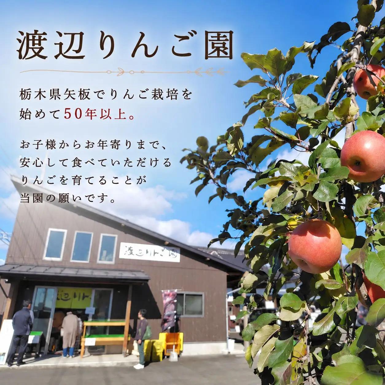 訳あり りんご 完熟 ふじ 5kg 箱｜【11月下旬より順次お届け】リンゴ 林檎 フルーツ 果物 栃木県矢板市産