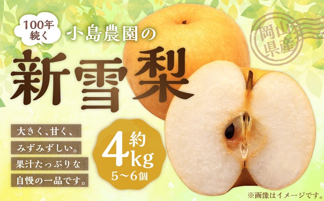 
            【楽天･チョイス限定】 100年続く小島農園の新雪梨 約4kg 5個～6個入り ／ 梨 なし ナシ 新雪梨 果物 果実 フルーツ 【2025年11月上旬から12月上旬頃発送予定】
          