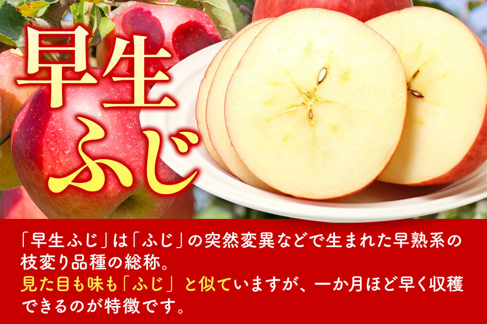 【26年10月発送】りんご【一足早くふじの味・早生ふじ】早生ふじ【家庭用】約3kg 先行受付 青森県 弘前市 果物 フルーツ 林檎 リンゴ くだもの 不揃い 規格外 [先行予約 産地直送 アップル おいしい 果実 美味 甘い 赤色]