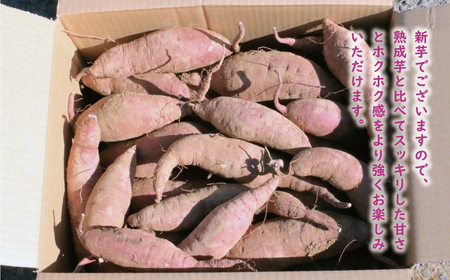 訳あり 紅はるか 10kg サイズミックス サツマイモ やきいも 焼き芋 甘い ねっとり 土付き 芋 いも 甘藷 べにはるか スイーツ 産地直送 ぽぷら愛南 愛媛県 愛南町