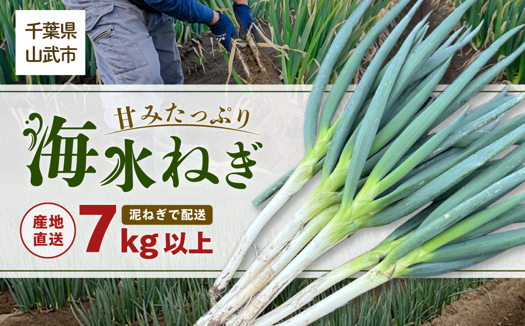 【先行予約】】【発送期間は12月～2月】地元の道の駅オライはすぬまで大人気の農家から直送! 山武市で限定栽培のミネラルが豊富で甘みたっぷりの「海水ネギ」７kg以上（泥ネギでドドンと配送）    SMCW002