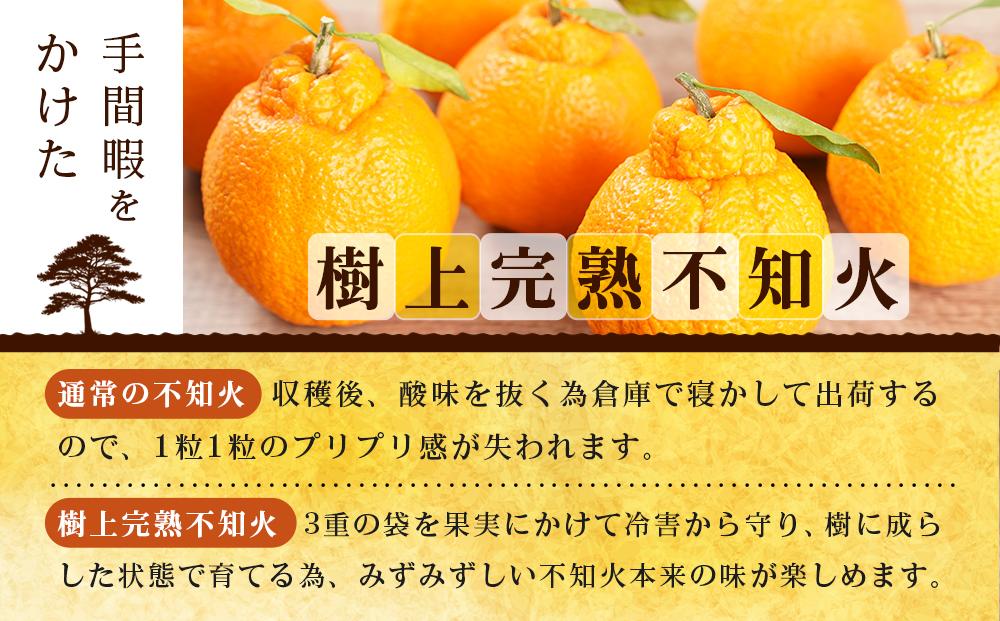 【贈答用化粧箱入】 不知火 樹上完熟 約2kg （5～8個入）【2026年2月下旬頃～3月下旬頃発送】【KG10】