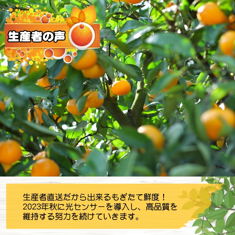 有田 みかん 大玉3L以上 7.5kg 光センサー / 温州みかん 有田みかん 甘い 和歌山 柑橘 ※11月中旬～12月下旬に順次発送 ※北海道・沖縄・離島地域は発送不可 【nuk004-l-7d5B