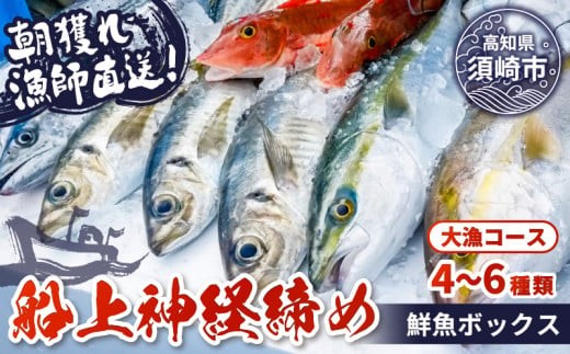 
            【 船上 神経締め 鮮魚 ボックス 】朝獲れ 直送 大漁コース!! 冷蔵 魚種お任せ 水揚げ 鮮魚 海鮮 魚介 産地直送 新鮮 天然 魚 詰め合わせ
          