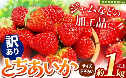苺 いちご【訳あり】サイズランダム とちあいか 約1000g【栃木県共通返礼品】 栃木県 下野市