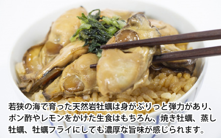 【先行予約】【加福鮮魚】若狭湾　生食用　天然岩牡蠣　大3個（軍手、牡蠣ナイフ付き）【2025年6月下旬より順次発送】