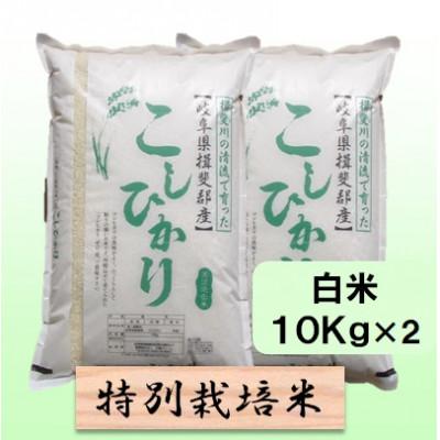 ふるさと納税 池田町 【令和7年産】特別栽培米 20kg【白米】(コシヒカリ)