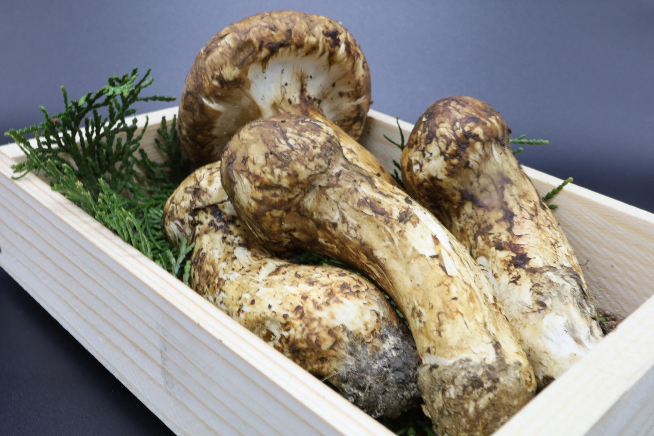 和歌山県産 香り高く希少な国産 松茸 約200g【2025年10月中旬頃より順次発送】【OKT1】