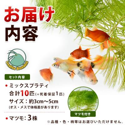ふるさと納税 指宿市 ミックスプラティ10匹+マツモ付き (IB167-004) |  | 01