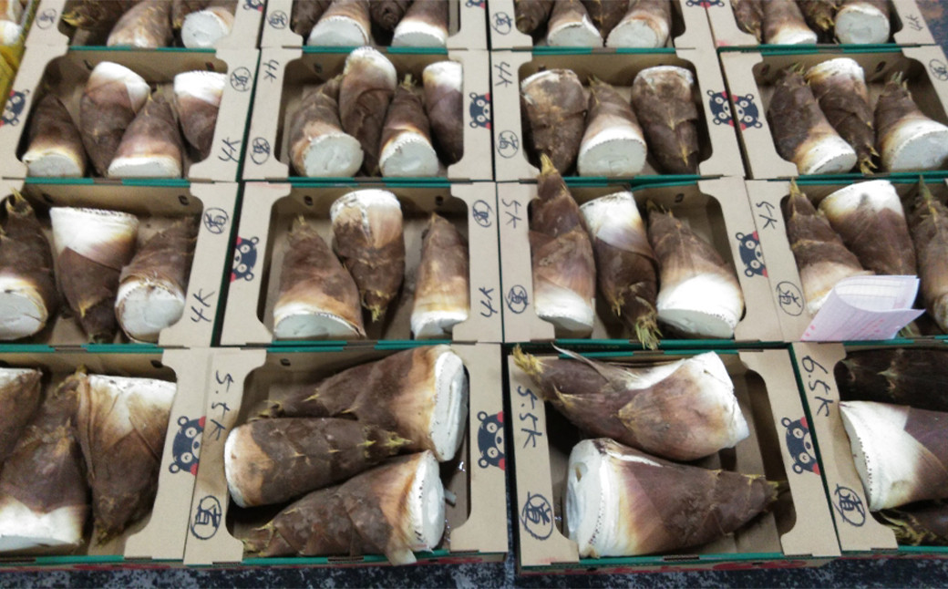 朝掘り タケノコ 約2kg（2～5本）