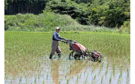令和7年産 白川の美米 2kg/5kg/10kg 南小国産 玄米 白米 3分づき 5分づき 7分づき 森のくまさん 精米 米 お米 ご飯 ごはん 無農薬 農薬不使用 自然栽培 産地直送 白川自然農園 