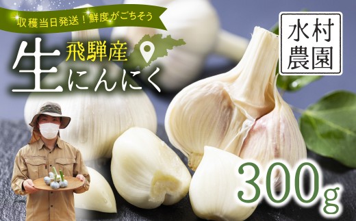 《先行予約》飛騨産 生にんにく 選べる内容量 300g 生ニンニク【6月中旬～下旬発送】水村農園 [Q3220]