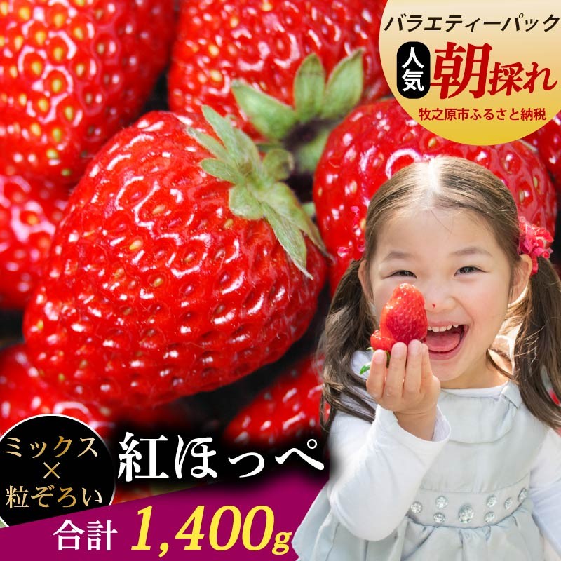 
                  紅ほっぺ 1400ｇ以上 いちご バラエティー パック 苺 イチゴ ゆりかーご 土耕栽培  フルーツ 果物 スイーツ 朝摘み ストロベリー おやつ 直送 完熟 ギフト 家庭用 贈答 贈り物 ブランド 甘い ジャム アレンジ 農家直送 ベリー 産地直送 国産 おすすめ 森木農園 静岡県 牧之原市 ~土耕栽培だから濃くて甘い!~
                
