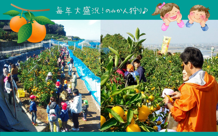 せとか 熊本玉名産 約3kg | 果物 くだもの フルーツ 柑橘類 みかん ミカン 熊本県 玉名市 旬  スイーツ 高級品種 高糖度 産地直送