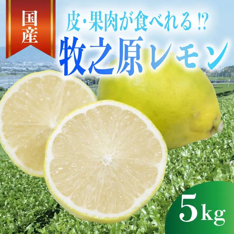【先行予約 国産 レモン】 5kg れもん 檸檬 タタラ商店 