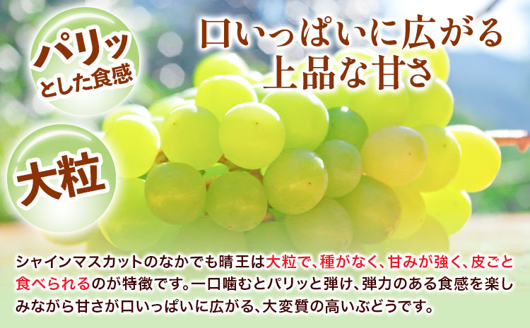 【2025年先行予約】シャインマスカット晴王 はれおう 1房入り(700g以上) 化粧箱入 株式会社山博(中本青果)《2025年8月下旬-10月上旬頃出荷》岡山県 浅口市 ぶどう ブドウ マスカット 