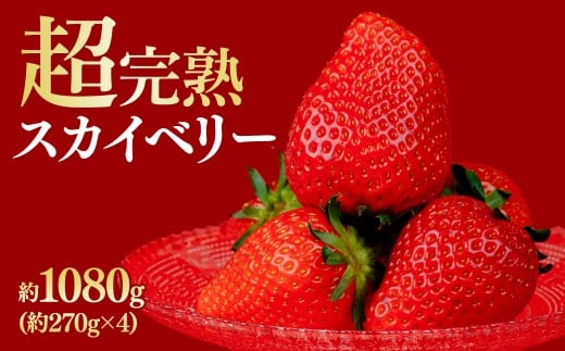 【先行受付：2月以降発送】いちご 鈴木ファームの朝摘み厳選『スカイベリー』レギュラーサイズ 約270g × 4パック 合計 約1080g | いちご イチゴ 苺 スカイベリー 完熟 甘い あまい 果物 フルーツ くだもの 旬 産地直送 栃木県産 鈴木ファーム 栃木県 茂木町