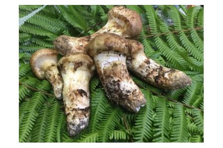 ミシュラン一つ星　丹波の松茸料理（月コース）3名様食事券