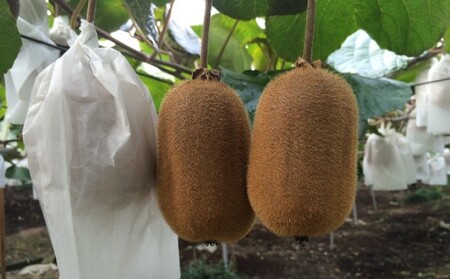 香川県オリジナルキウイ「香緑（こうりょく）」約1.2kg 果物詰合せ フルーツ 