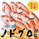 【ふるさと納税】ノドグロ 10尾 1kg以上 1尾 約100g以上 新潟 日本海産 高級魚 新鮮 真空 急速冷凍 冷凍 魚介類 日本海 新潟産 国産 松竹梅【梅】uomizushima005