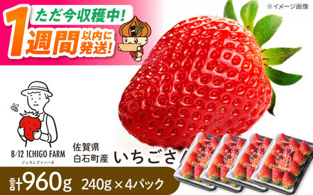 【スピード発送】いちごさん 240g×4パック 【8/12ICHIGOFARM】[IBR006]