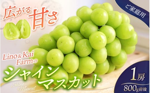 【2026年先行予約】 【ご家庭用】Lino＆Kai Farmのシャインマスカット 1房 （約800g）化粧箱入 / 朝採れ ぶどう 岡山  真庭市 シャインマスカット 高級 ギフト 大粒 果物 贈答 人気 産地直送 国産 数量限定 種なし 某産直サイトで受賞 【linokai007-02】